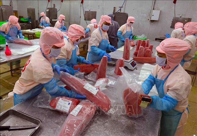 Hoàn thiện sản phẩm cá ngừ xuất khẩu tại nhà máy của Công ty Cổ phần Bá Hải (Phú Yên). Ảnh: Vũ Sinh – TTXVN