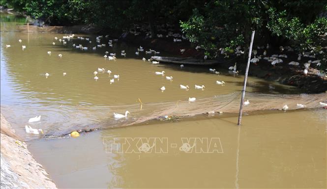 Ngăn lưới chăn nuôi gia cầm làm ảnh hưởng đến dòng chảy trên địa bàn xã Hồng Quang, huyện Nam Trực. Ảnh: Công Luật - TTXVN