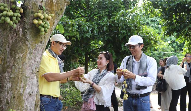 Tourists enjoy an ecotourism model in Nga Bay city. VNA Photo: Hồng Thái 