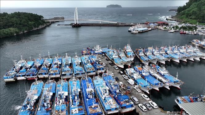 Tàu thuyền neo đậu tránh bão nhiệt đới Jongdari tại đảo Jeju, Hàn Quốc ngày 20/8/2024. Ảnh: Yonhap/TTXVN