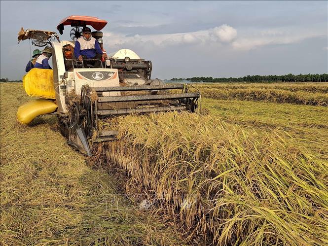 Thu hoạch lúa OM 18 tại đồng ruộng xã Tân Mỹ, huyện Thanh Bình (Đồng Tháp). Ảnh: Nguyễn Văn Trí - TTXVN