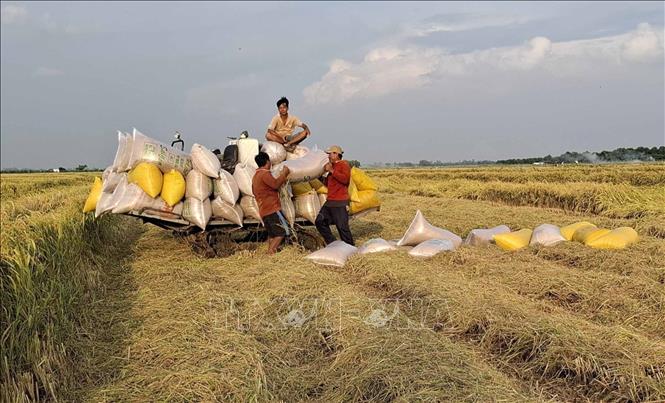 Thu hoạch lúa OM 18 tại đồng ruộng xã Tân Mỹ, huyện Thanh Bình (Đồng Tháp). Ảnh: Nguyễn Văn Trí - TTXVN