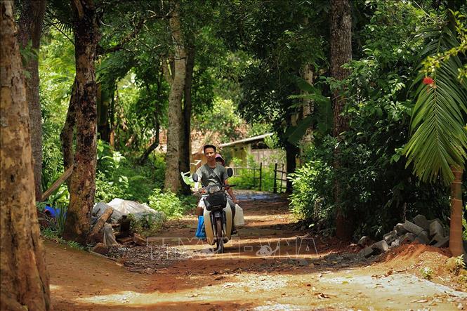 Những con đường trong xóm Lũy Ải xanh mát với những hàng cây già đã nhiều năm tuổi. Ảnh: Trọng Đạt-TTXVN