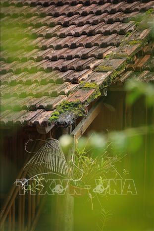 Dưới những tán cây lớn, từng nếp nhà sàn theo kiến trúc cổ thấp thoáng bình yên. Ảnh: Trọng Đạt-TTXVN