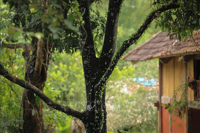 Xóm Lũy Ải, hay còn gọi là Mường Ải (xã Phong Phú, huyện Tân Lạc, tỉnh Hòa Bình) mang nét đẹp độc đáo đặc trưng của vùng đất Mường cổ với phong cảnh thiên nhiên tươi đẹp, nét văn hóa truyền thống còn được giữ gìn. Ảnh: Trọng Đạt-TTXVN