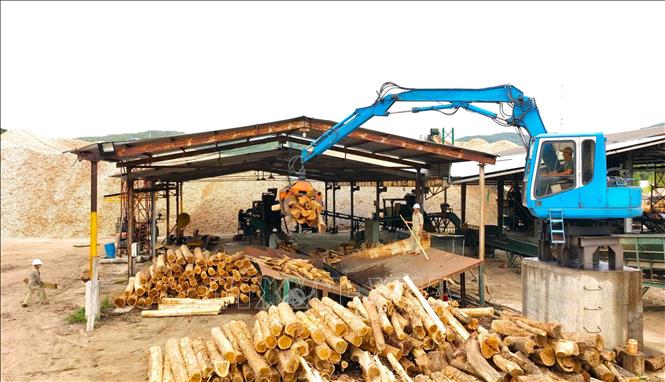 Mỗi năm, Công ty TNHH nguyên liệu giấy Quy Nhơn ở Khu công nghiệp Phú Tài, thành phố Quy Nhơn, tỉnh Bình Định xuất khẩu hơn 170.000 tấn nguyên liệu gỗ sang thị trường Trung Quốc, Nhật Bản, đạt doanh thu 200 tỷ đồng. Ảnh: Vũ Sinh - TTXVN