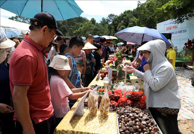 Các hộ trồng dẻ ở xã Quảng Lạc, thành phố Lạng Sơn giới thiệu, quảng bá đặc sản hạt dẻ với đặc trưng hạt to, ăn bùi và rất thơm tới du khách trong và ngoài tỉnh. Ảnh: Văn Đạt - TTXVN