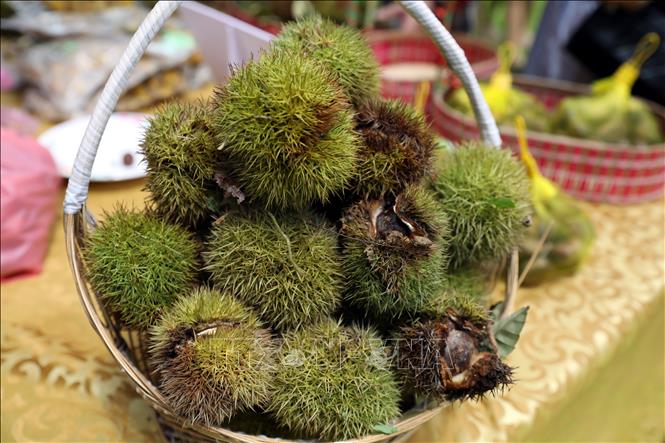 Quả dẻ tươi vừa hái tại vườn dẻ ở xã Quảng Lạc, thành phố Lạng Sơn được giới thiệu tới du khách. Ảnh: Văn Đạt - TTXVN