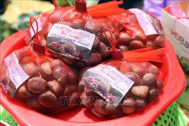 Sản phẩm hạt dẻ Quảng Lạc, thành phố Lạng Sơn có đặc trưng hạt to, ăn bùi và rất thơm. Ảnh: Văn Đạt - TTXVN