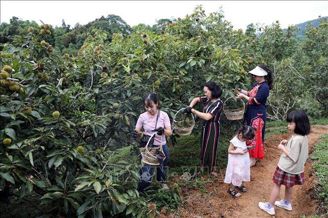 Người dân, du khách đến tham quan, trải nghiệm tại các vườn dẻ ở xã Quảng Lạc, thành phố Lạng Sơn. Ảnh: Văn Đạt - TTXVN