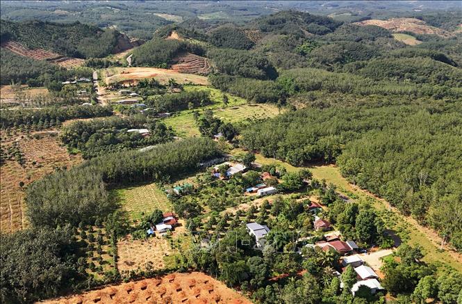 Diện tích trồng sầu riêng và cao su ở xã Đoàn Kết (Bình Phước). Ảnh: Hồng Đạt - TTXVN
