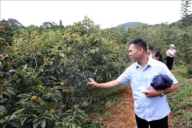 Visitors at a chestnut garden in Quang Lac commune, Lang Son province. VNA Photo: Văn Đạt 