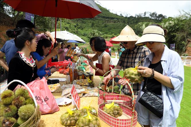 Locals in Quang Lac commune introduce their special chestnuts to visitors. VNA Photo: Văn Đạt 