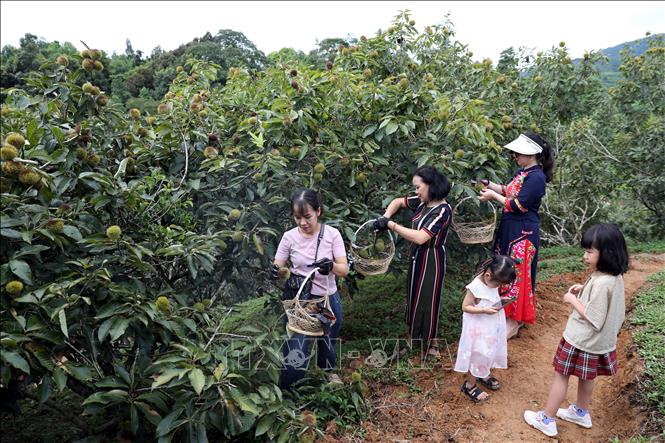 Tourists visit and pick chestnuts at a garden in Quang Lac commune, Lang Son district. VNA Photo: Văn Đạt 