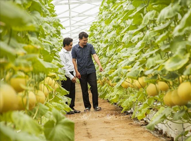 Đẩy mạnh cơ giới hóa trong nông nghiệp và chế biến nông lâm thủy sản là định hướng quan trọng của ngành nông nghiệp Việt Nam nhằm nâng cao giá trị gia tăng ngành hàng nông sản. Trong ảnh: Mô hình canh tác dưa lưới trong nhà lưới ứng dụng công nghệ cao của anh Phạm Văn Hải, xã Châu Bình, huyện Giồng Trôm (Bến Tre) mang lại thu nhập cao. Ảnh: Hồng Đạt – TTXV