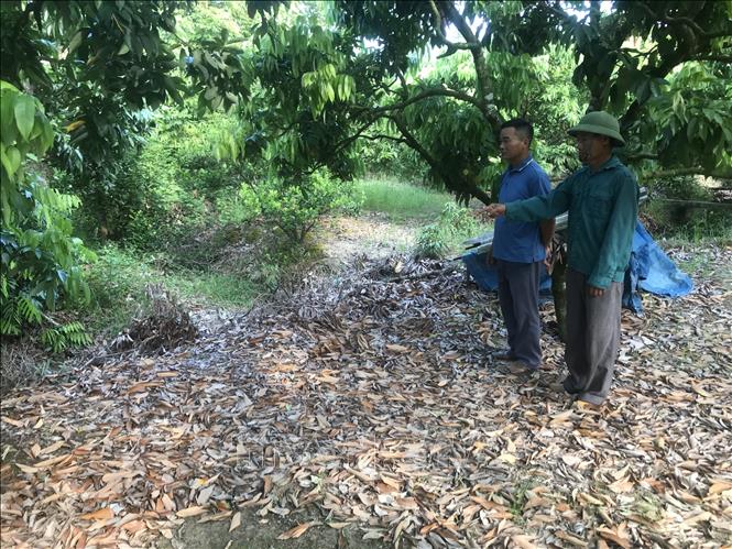 Nhiều vườn vải người dân chưa thu gom lá, cành khô vẫn đầy trong vườn. Ảnh: Tiến Vĩnh - TTXVN

