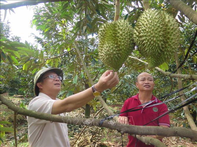 Vườn sầu riêng trong vùng quy hoạch tại huyện Đăk Hà, tỉnh Kon Tum, mang lại lợi nhuận khoảng gần 1 tỷ đồng/ha. Ảnh: Dư Toán - TTXVN
