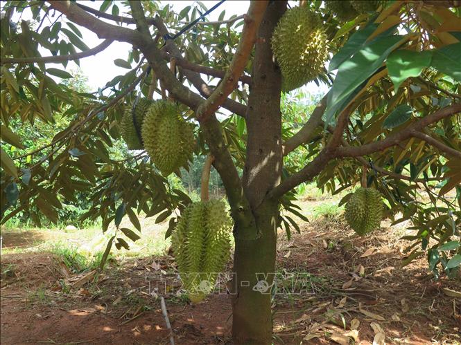 Vườn sầu riêng trong vùng quy hoạch tại huyện Đăk Hà, tỉnh Kon Tum, mang lại lợi nhuận khoảng gần 1 tỷ đồng/ha. Ảnh: Dư Toán - TTXVN