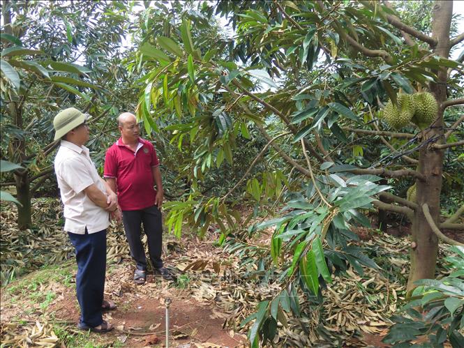 Vườn sầu riêng trong vùng quy hoạch tại huyện Đăk Hà, tỉnh Kon Tum. Ảnh: Dư Toán - TTXVN