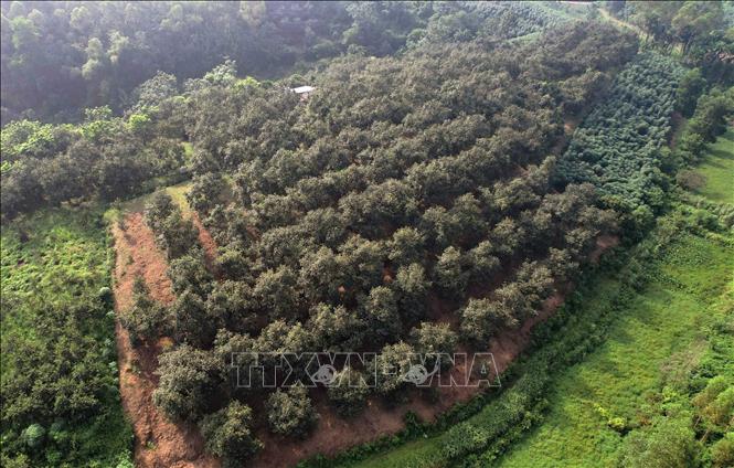 An area growing Gia Thanh seedless persimmon in Phu Tho province. VNA Photo: Tạ Toàn