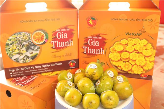 Gia Thanh seedless persimmons have origin traceability labels and have earned 4-star OCOP standard. VNA Photo: Tạ Toàn