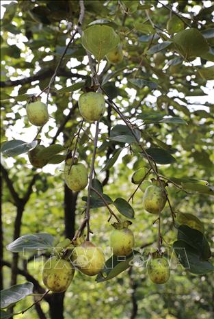 Gia Thanh seedless persimmon is known for its distinctive, delicious flavour, large size, and elongated shape. VNA Photo: Tạ Toàn