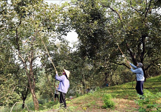 Farmers harvest Gia Thanh seedless persimmons in Phu Tho province. VNA Photo: Tạ Toàn