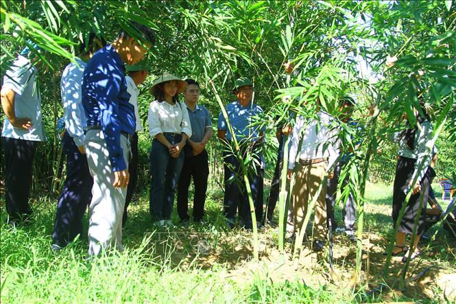 Các đại biểu tham quan mô hình biến đổi khí hậu trồng măng tre Lục trúc tại trang trại Đức Thành (thôn Trảng Bàng, xã Hoà Thạch, huyện Bố Trạch, tỉnh Quảng Bình). Ảnh: Tá Chuyên - TTXVN