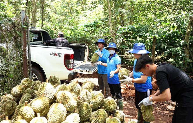 Chuyển sầu riêng lên xe để đưa về kho vựa thu mua. Ảnh: Hoài Thu – TTXVN