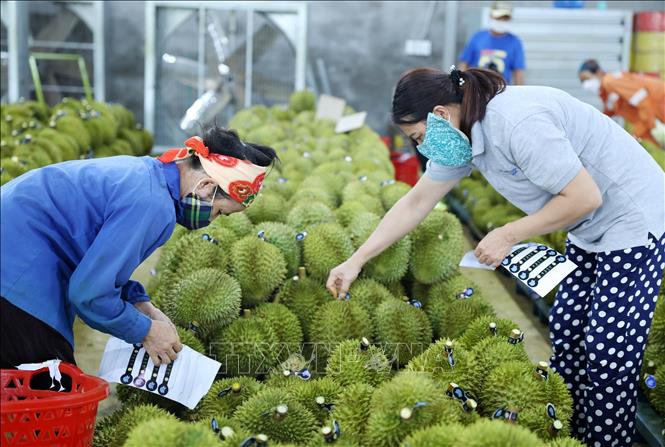 Công nhân dán tem sầu riêng để phục vụ cho công tác xuất khẩu. Ảnh: Hoài Thu – TTXVN