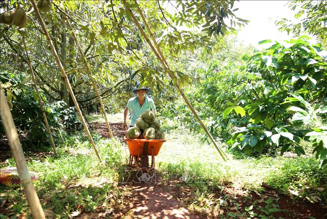 Đến nay, nông dân tỉnh Đắk Lắk đã thu hoạch được khoảng 60% diện tích sầu riêng cho sản phẩm, dự kiến vụ thu hoạch kéo dài đến hết tháng 10. Ảnh: Hoài Thu - TTXVN
