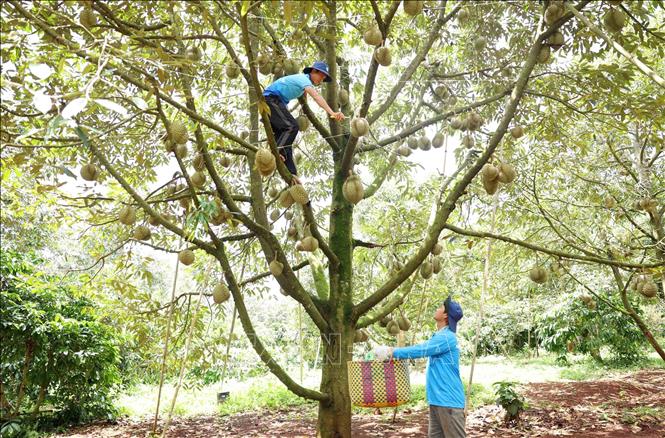 Nông dân huyện Krông Pắc - “thủ phủ” sầu riêng của tỉnh Đắk Lắk thu hoạch sầu riêng năm 2024. Ảnh: Hoài Thu - TTXVN