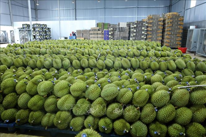 Harvested durians ready for export. VNA Photo: Hoài Thu
