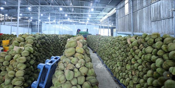 Harvested durians ready for export. VNA Photo: Hoài Thu