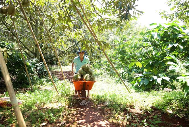 Durian harvest season is expected to last until October. VNA Photo: Hoài Thu
