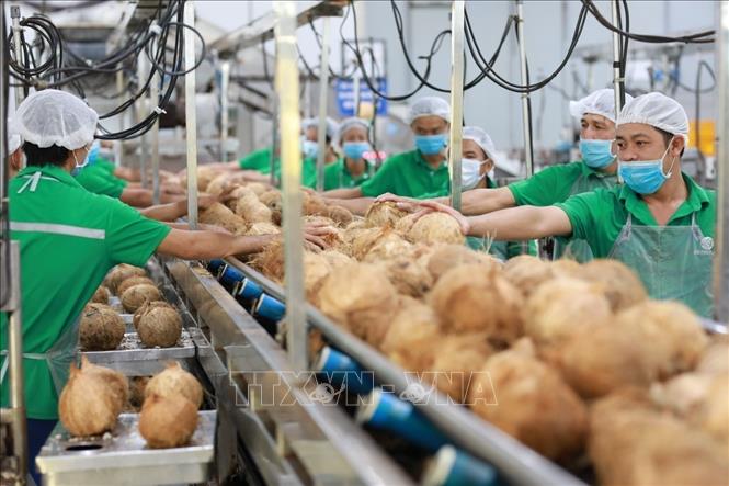 Production of canned fresh coconut water at the  Ben Tre Import-Export Joint Stock Company (Betrimex) in the Mekong Delta province of Ben Tre. VNA Photo: Xuân Anh