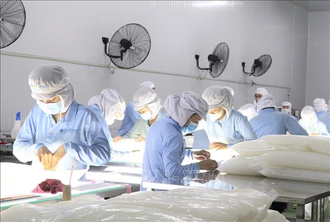 Production of coconut jelly at the Vinacoco JSC in the southern province of Dong Nai. VNA Photo: Xuân Anh