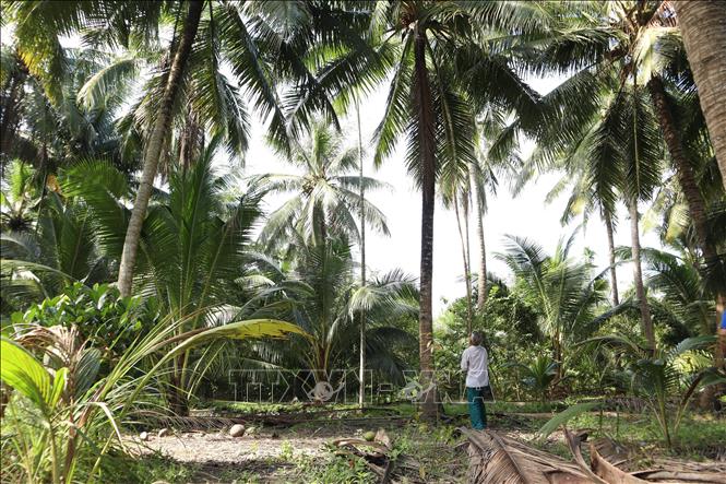 A coconut plantation in the Mekong Delta province of Ben Tre. VNA Photo: Xuân Anh