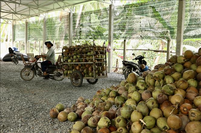 Harvesting coconut in the Mekong Delta province of Ben Tre. VNA Photo: Xuân Anh