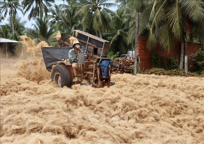 Preprocessing coir for mat weaving in the Mekong Delta province of Ben Tre. VNA Photo: Xuân Anh