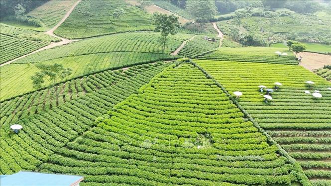 Vùng chè sản xuất theo tiêu chuẩn VietGap tại xã Phú Đình (Định Hóa, Thái Nguyên). Ảnh: TTXVN phát