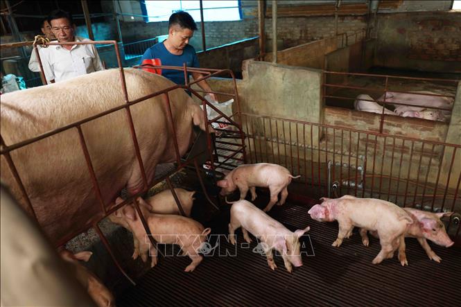 Hộ chăn nuôi Vũ Thế Bình ở thôn Hải Bối, xã Hải Bối mỗi năm cung cấp phục vụ thị trường hơn 100 tấn sản phẩm thịt lợn đảm bảo tiêu chuẩn. Ảnh: Vũ Sinh - TTXVN