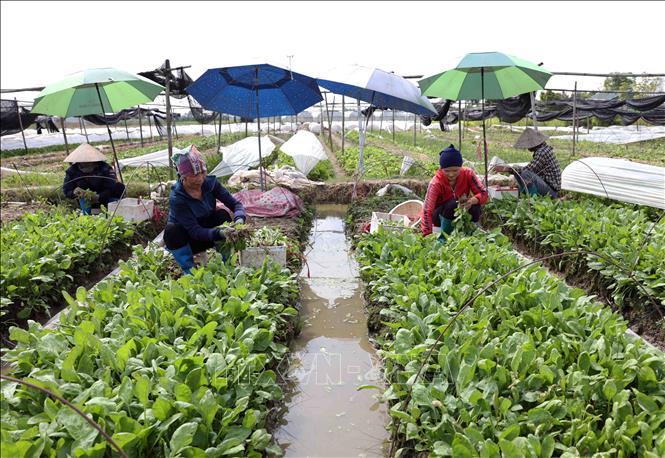 Thu hoạch rau xanh ở HTX rau an toàn Bắc Hồng, thôn Quan Âm, xã Bắc Hồng (Đông Anh). Ảnh: Vũ Sinh - TTXVN