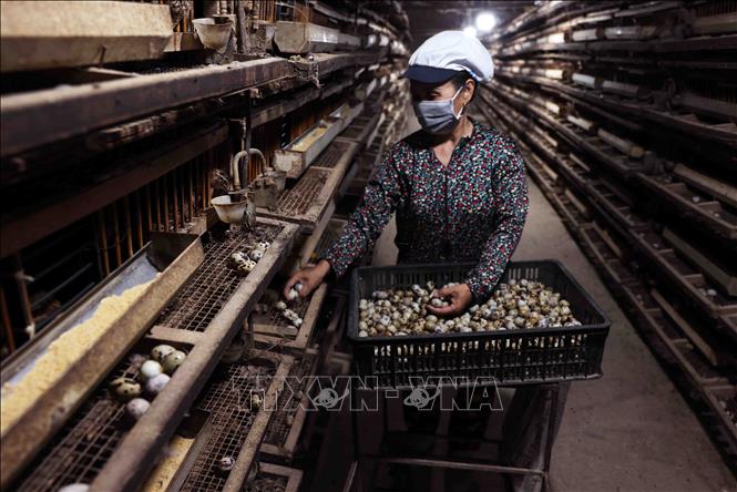 Mỗi tháng, trang trại Vương Hữu Trung ở thôn Mạch lũng, xã Đại Mạch thu nhập khoảng 1,5 tỷ đồng từ nuôi chim cút lấy trứng. Ảnh: Vũ Sinh - TTXVN