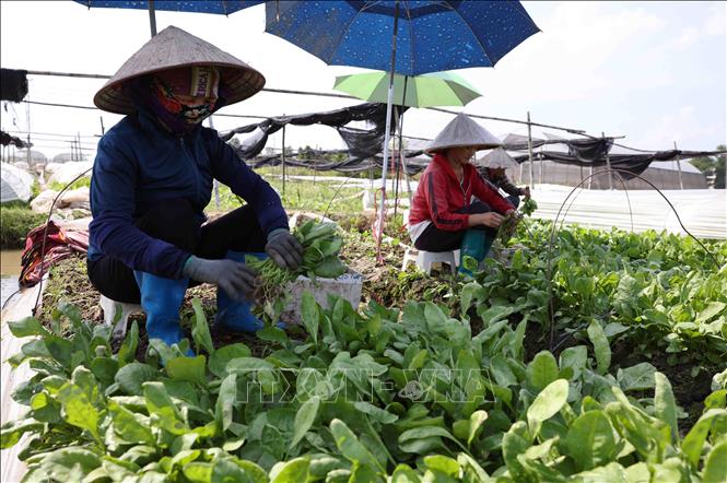 Thu hoạch rau xanh ở HTX rau an toàn Bắc Hồng, thôn Quan Âm, xã Bắc Hồng. Ảnh: Vũ Sinh - TTXVN