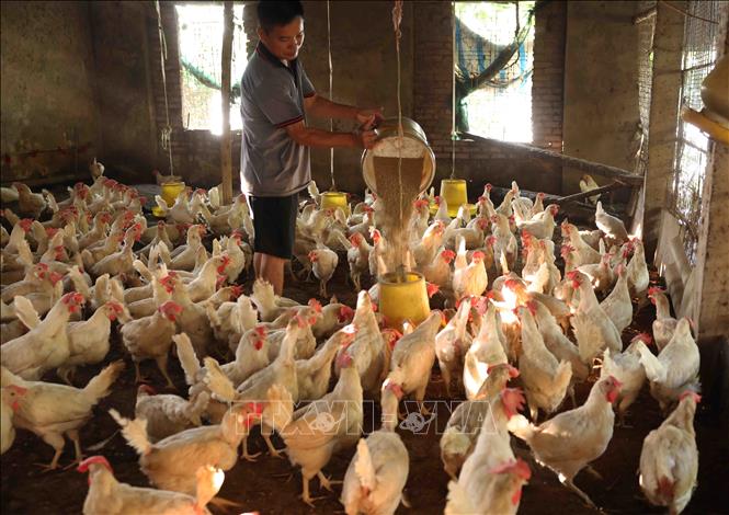 Mô hình phát triển kinh tế của gia đình anh Lê Trung Hùng, thôn Hải Bối, xã Hải Bối cho thu nhập cao theo tiêu chí nông thôn mới. Ảnh: Vũ Sinh - TTXVN