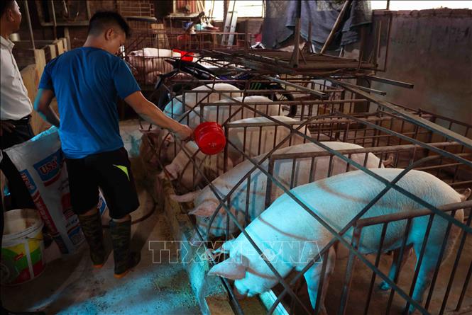 Hộ chăn nuôi Vũ Thế Bình ở thôn Hải Bối, xã Hải Bối mỗi năm cung cấp phục vụ thị trường hơn 100 tấn sản phẩm thịt lợn đảm bảo tiêu chuẩn. Ảnh: Vũ Sinh - TTXVN