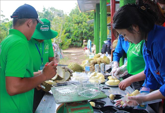 Thành viên HTX dịch vụ nông nghiệp sạch, xã Ea Yông, huyện Krông Pắc, tỉnh Đắk Lắk cùng tình nguyện viên chuẩn bị sầu riêng cho khách tham quan thưởng thức. Ảnh: Hoài Thu - TTXVN