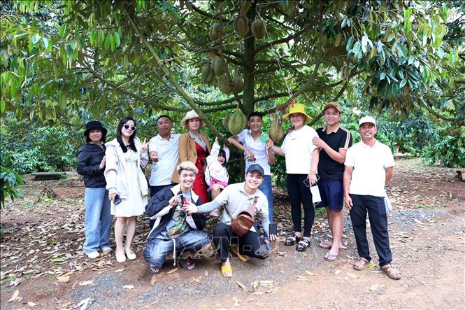 Nhiều đoàn du khách lần đầu đến Tây Nguyên, thích thú chụp hình lưu niệm với cây sầu riêng. Ảnh: Hoài Thu - TTXVN