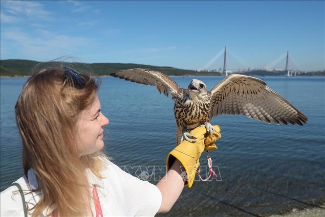 Trải nghiệm với chim ưng của đại biểu tham dự tại Lễ khai mạc Diễn đàn Quốc tế 